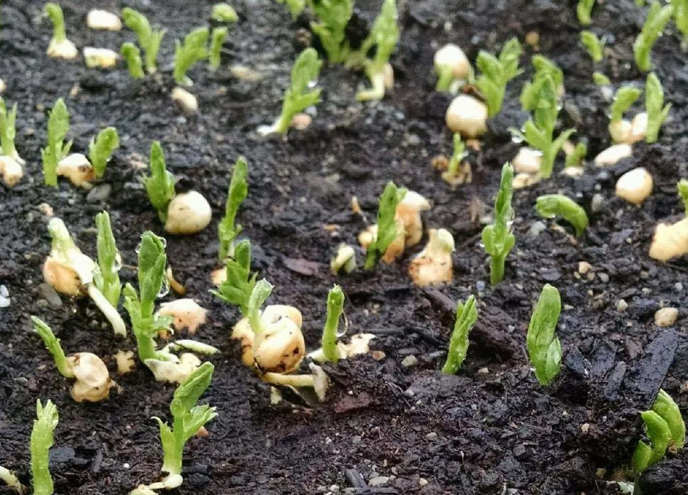 Time to Plant Peas!