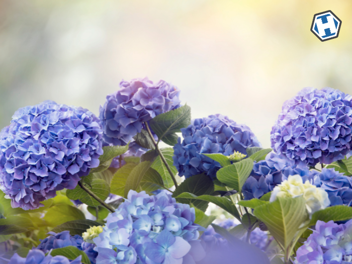 How to Deadhead Hydrangeas