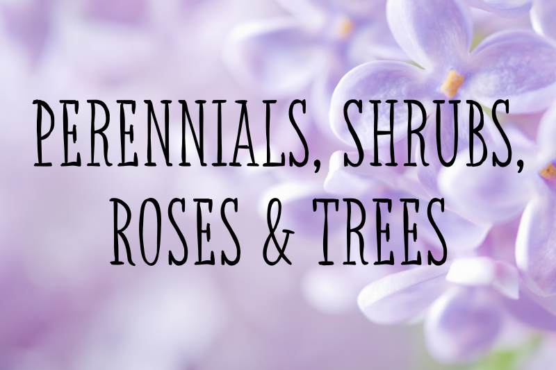 https://shophaneys.com/wp-content/uploads/2026/04/Click-Images-2025-Perennial-Catalog-4.png